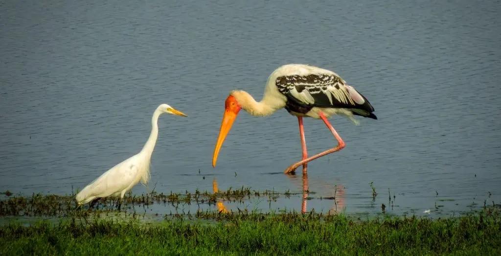 KAUDULLA-NATIONAL-PARK-6-1024×523