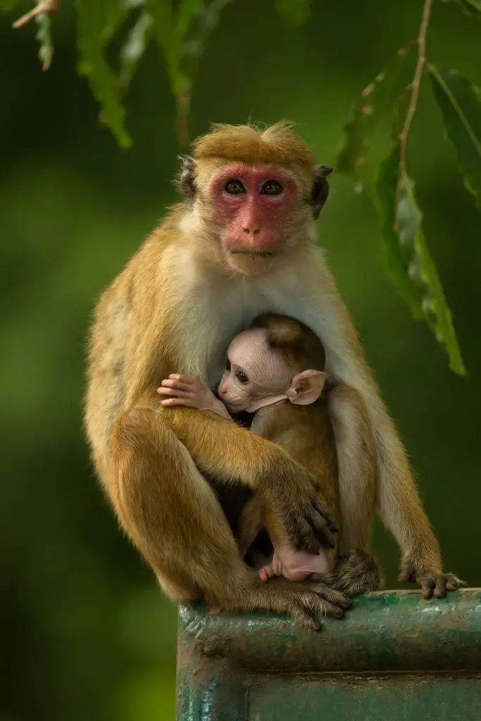 KAUDULLA-NATIONAL-PARK-8-683×1024